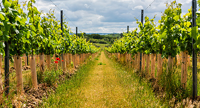 Vineyards and Breweries