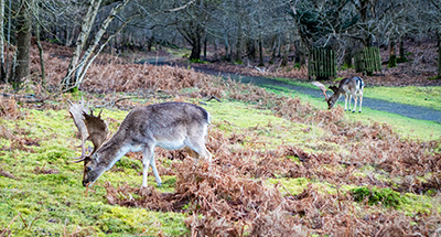 Knole Deer Park Walks